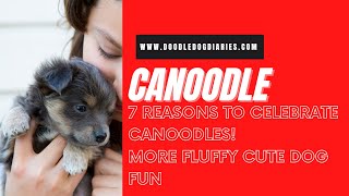 7 Reasons To Celebrate Canoodle Doodle Dogs More Fluffy Doodle Dog Fun [upl. by Rot675]