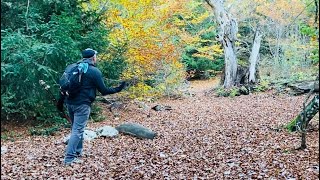 Hêtre âgé de  de 400 ans respectForêt primaire de la Saint baume dans le VarFrance [upl. by Ammadas]