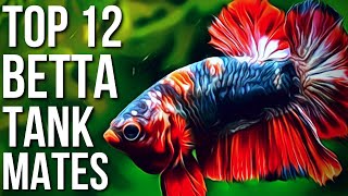 Top 12 Best Betta Fish Tank Mates  Betta Tank Mates You Can Try [upl. by Pepi]