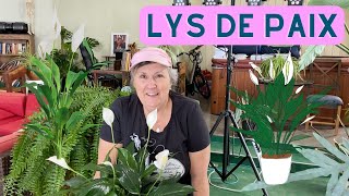 Comment prendre soin dun lys de paix  capsule horticole [upl. by Daniele]