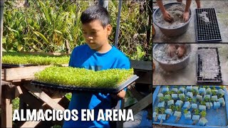 como se hacen los almacigos de cilantro y lechuga en arena de Rio [upl. by Hctud500]