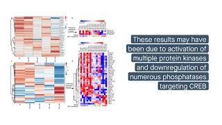 Role of zincmediated CREB pathway activation in PASMC proliferation during PH [upl. by Savitt]