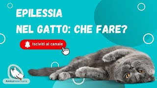 Epilessia nel gatto veterinaria veterinario gatto epilessia epilepsy [upl. by Gawen538]