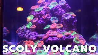 Scoly Coral Volcano Mind Blowing HD [upl. by Crosby]