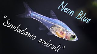 Sundadanio axelrodi  Neon Blue Rasbora Species Spotlight [upl. by Nymrak]