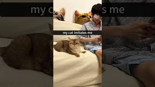 shortvideo funny petschannel funnyanimal cat mycatchannel pets funnycat [upl. by Suoivatco]