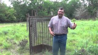 Trapping feral hogs Gates and Baits [upl. by Glasgo290]