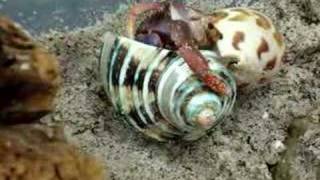 Hermit Crab Shell Change [upl. by Hugues423]