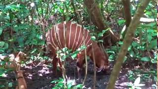 Congo Brazzaville Bongo and Forest Sitatunga Hunt [upl. by Aisa640]