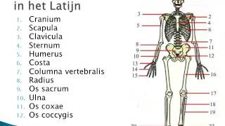 2 1 Inleiding Anatomie BVDM [upl. by Schonfield]