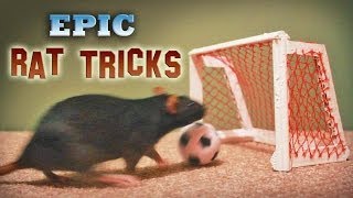 Epic Rat Tricks [upl. by Erina]