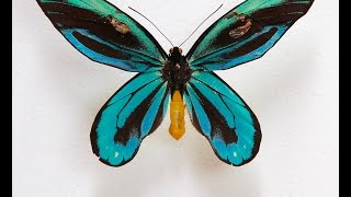 Queen Alexandras Birdwing Butterfly [upl. by Hgiellek]