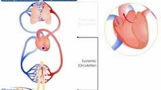 Systemic and Pulmonary Circulation [upl. by Attoynek970]