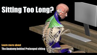 Pain from Sitting Too Long The Anatomy behind Prolonged sitting [upl. by Carson666]