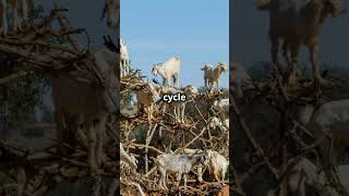 Unbelievable Goats Climbing Trees strangeanimal amazingnature morocco treeclimbing goats [upl. by Sandstrom]