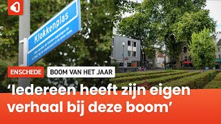 Oudste boom van centrum Enschede maakt kans op landelijke titel [upl. by Seraphine197]