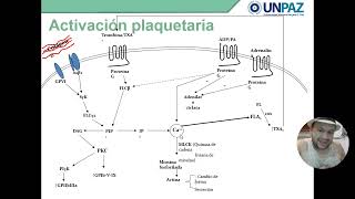 Hemostasia Primaria Tapón Plaquetario [upl. by Harms799]