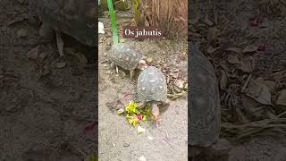 Jabutis jabuti greenplants jardim animais nature [upl. by Doubler]