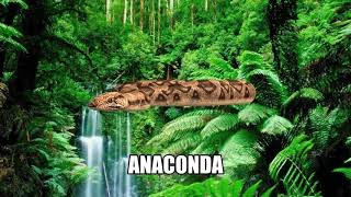 Baile  Anaconda [upl. by Burnley]