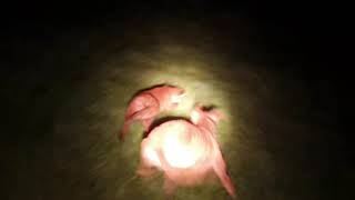 Lamping foxes with lurchers HD 2021 pt1 [upl. by Nhguavaj]