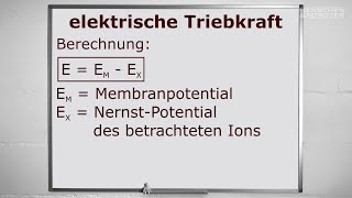 13 Elektrophysiologie Triebkraft Leitfähigkeit und GHKGleichung [upl. by Ecirb]