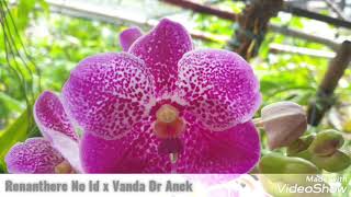 Pink Renanthera x Vanda Dr Anek [upl. by Nagirrek]