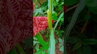 Corn plants gardenplants viralvideos youtubeshorts [upl. by Azal823]