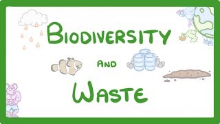 GCSE Biology  How Human Waste Reduces Biodiversity  Explained 89 [upl. by Eednak353]