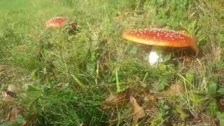 Monaghan Mushrooms alongside Rockcorry  Cootehill Road An Irishwebtvcom Media Group Production [upl. by Sarajane212]