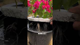 Tips on cuttings of bougainvillea flowers and plants bougainvillea cuttings [upl. by Essile799]