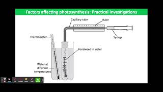 Factors affecting photosynthesis Practical Investigations [upl. by Elhsa]