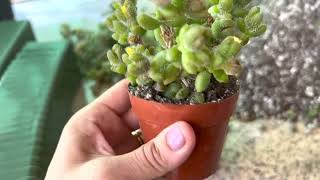 Propagating a succulent Delosperma echinatum quotPickle Plantquot 👍🌱💐 [upl. by Arah]