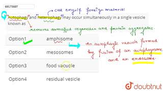 Autophagy and heterophagy may occur simultaneously in a single visicle known as [upl. by Ahnavas]