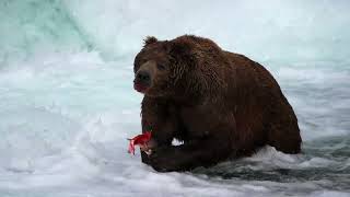 The Best Camping In Alaska  Katmai National Park Grizzly Bears Ambiance Nature [upl. by Fanni923]