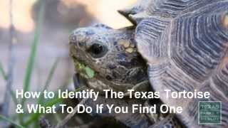 How to Recognize a Texas Tortoise  Tips from a Wildlife Biologist [upl. by Madonna]