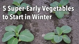 5 SuperEarly Vegetables to Start in Winter [upl. by Eppillihp318]