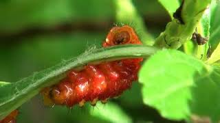 Atala butterfly caterpillars feeding [upl. by Elonore]