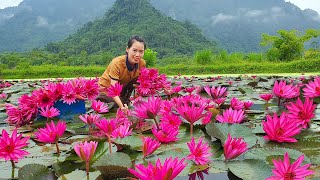 Harvesting 1 million water Lily flower Goes to market sell  Water lily salad  Mai Nha Tranh [upl. by Rehposirhc330]