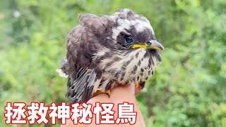 蒙面鳥哥在草叢中救下一隻神秘怪鳥，全身都是臭烘烘的，這個季節竟然還有鳥在寄生！bird maskedbirdbrother [upl. by Staten783]