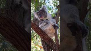 Cute koala scratching its body on the tree 🌲 shorts koala anime shortvideo trending [upl. by Ahcarb496]