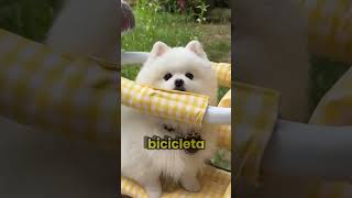 BICICLETAS para MASCOTAS [upl. by Thorr236]