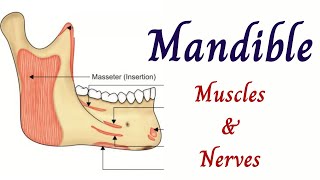 Mandible muscle attachments and nerves [upl. by Tigdirb199]