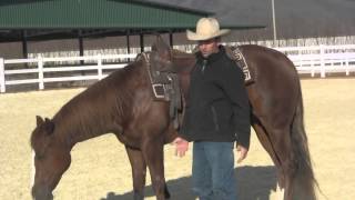 Doing up the girth on a western saddle [upl. by Branch]