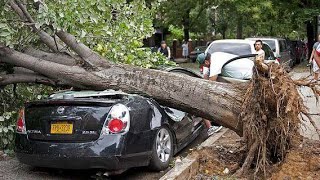 Extreme Dangerous Tree Cutting Fails With Chainsaw Biggest Tree Falling On Car Pathetic [upl. by Terrab]