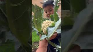 May GRANDSON BEST HELPER tibetanvlogervivia wsviralvideosubscribersgrowshortsgardencute [upl. by Mab]