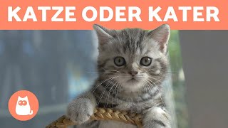 KATZE oder KATER  Die wichtigsten UNTERSCHIEDE um herauszufinden wer besser zu dir passt [upl. by Oecam]