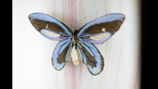 This Amazing Butterfly Specimen Is 100 Years Old [upl. by Jeth]