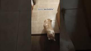 SKEDADDLE foryou relatable funny dog skedaddle blowup [upl. by Garnette]