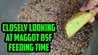 Time Lapse of Maggot BSF Feeding  Time Lapse Maggot BSF Makan Roti [upl. by Donella]