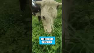 Así es como los rusos engañan a las vacas [upl. by Lahcim153]